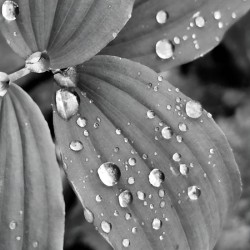 Raindrops