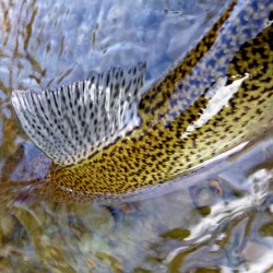 Trout Dorsal Fin