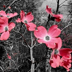 Red Dogwood