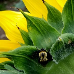 Sunflower Bumblebee