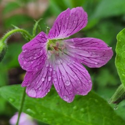 Wild Geranium