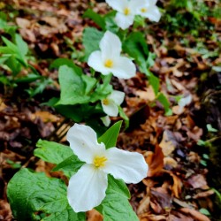 White Trillium Column