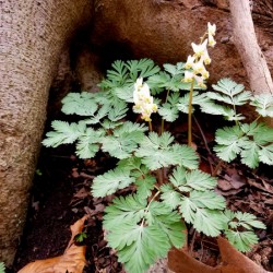 Dutchmans Breeches