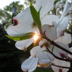 White Dogwood At Sunset