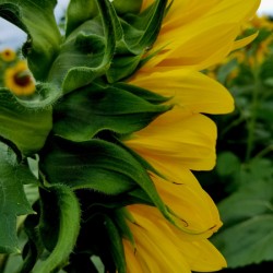 Sunflower Portrait
