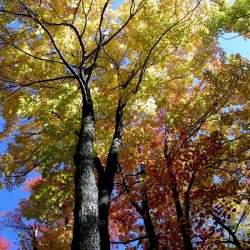 Golden Tree Horizontal