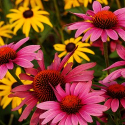 Echinacea And Rudbeckia