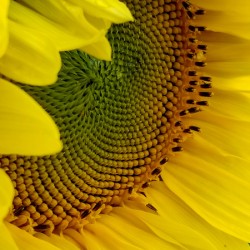 Sunflower Right