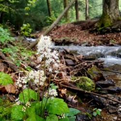 Foamflower Streamside