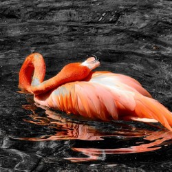 Flamingo Grooming