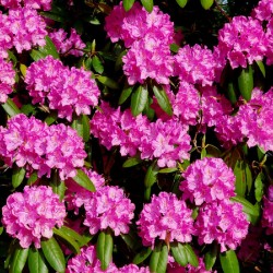 Rhododendron