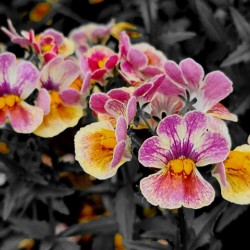 Orchids 1