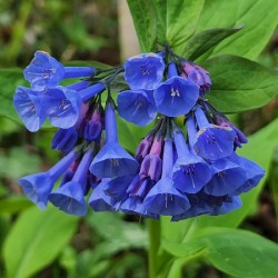 Virginia Bluebells