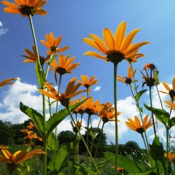 Helianthus