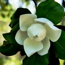 Magnolia Flower