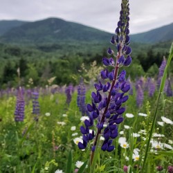 White Mountain Lupines