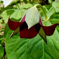 Red Trillium Nodding