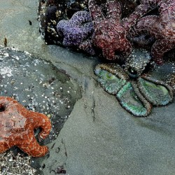 Tidal Pool 3
