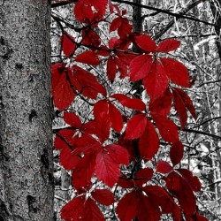 Virginia Creeper