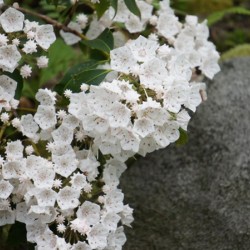 White Mountain Laurel