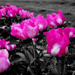 Pink Peonies