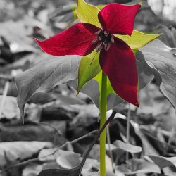 Red Trillium