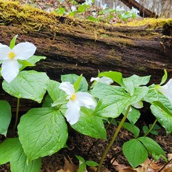 White Trillium Line