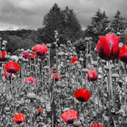 Poppies 1