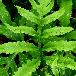 Sensitive Fern
