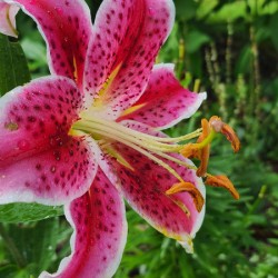 Stargazer Lily