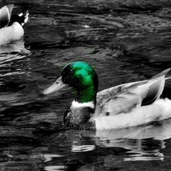 Mallard Duck