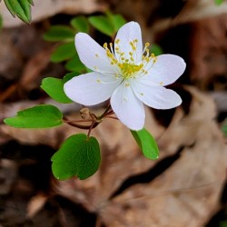 Rue Anemone