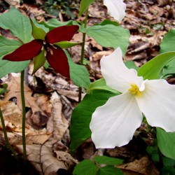 Trillium