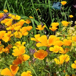 California Poppies