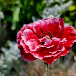 Variegated Poppy