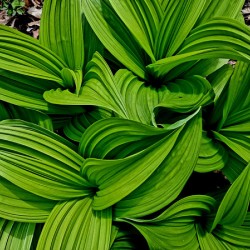 Green False Hellebore