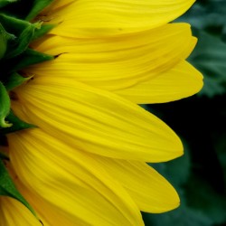 Sunflower Portrait 1
