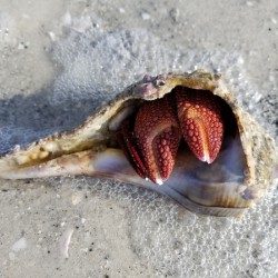 Crab