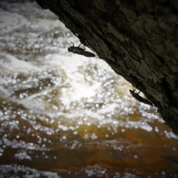 Stonefly Shucks