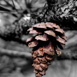 Pinecone