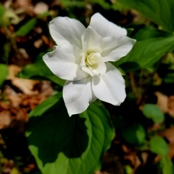 Double White Trillium