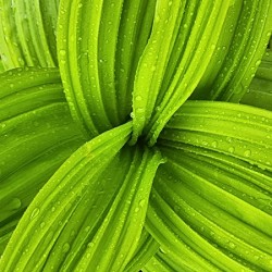 False Hellebore