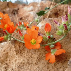 Orange Flowers