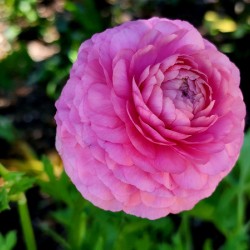 Ranunculus