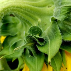 Sunflower Sepals