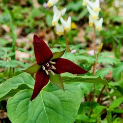 Red Trillium And Dutchmans Breeches