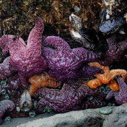 Tidal Pool 7