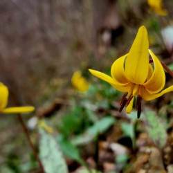 Trout Lilies