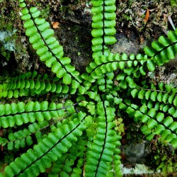 Maidenhair Spleenwort