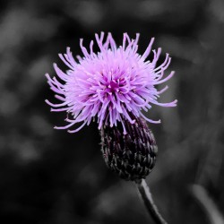 Thistle